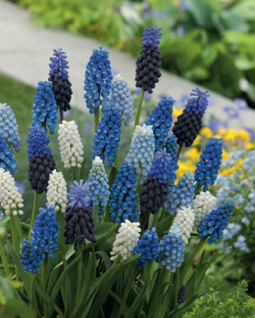 Muscari mix 8/9, 100 kusov  